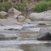  The Serengeti, TZ